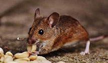 24 Hour & Emergency Exterminators in Gardnerville, NV